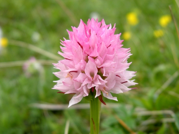 Nigritella widderi